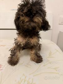 Barboncino ma femmina mini toy