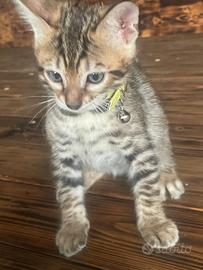 Cucciolo bengala con pedigree