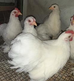 Galline cocincina bianca