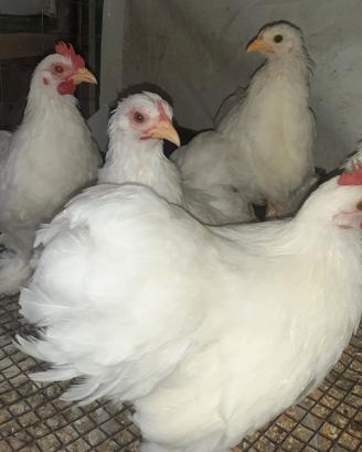 Galline cocincina bianca