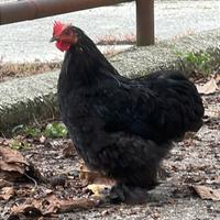 Gallo concincina nana