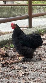 Gallo concincina nana