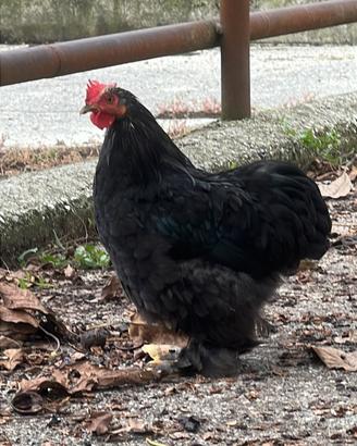 Gallo concincina nana