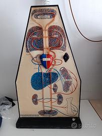 Modello anatomico apparato circolatorio vintage 
