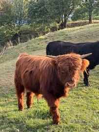Torello