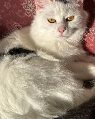 3 Gattini