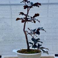 Bonsai di faggio rosso europeo