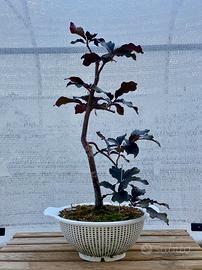Bonsai di faggio rosso europeo
