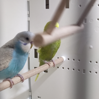 Cocorite e cocorite inglesi