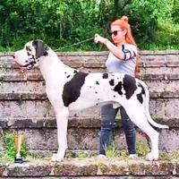 Alano alani cucciolli