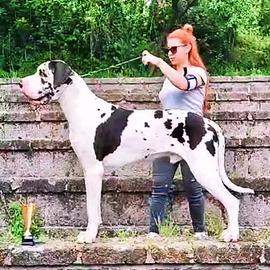 Alano alani cucciolli