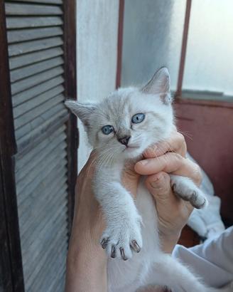 Gatto siberiano