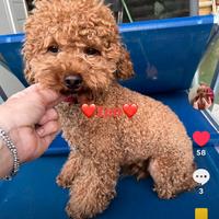 Barboncino toy red maschio (x monta)