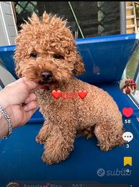 Barboncino toy red maschio (x monta)