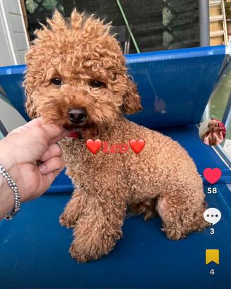 Barboncino toy red maschio (x monta)