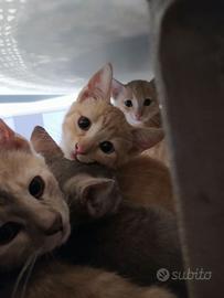 Cuccioli di gatto