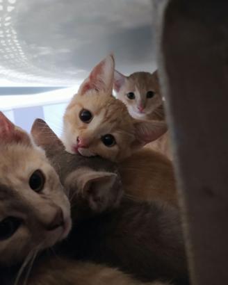 Cuccioli di gatto
