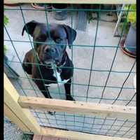 Cane meticcio