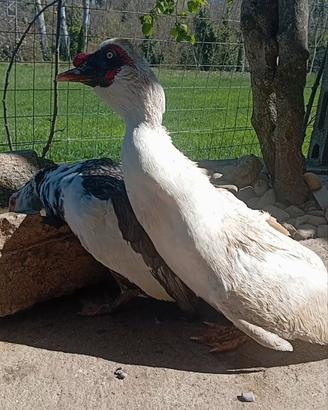 Coppia o tris di Anatre Mute Con Caruncole Nere