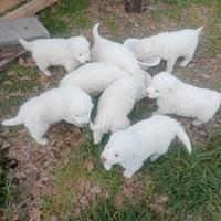Ragalasi cuccioli maremmani per amanti degli anima