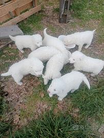 Ragalasi cuccioli maremmani per amanti degli anima