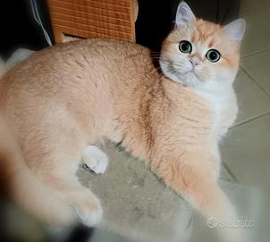 British shorthair