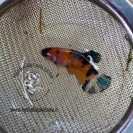 Betta Plakat Femmine