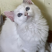 Ragdoll