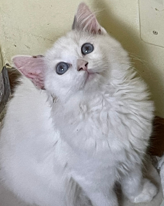 Ragdoll