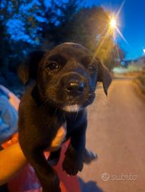 Cagnolini