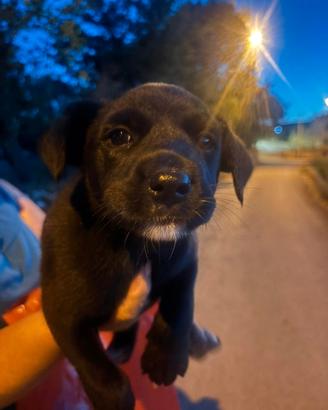 Cagnolini