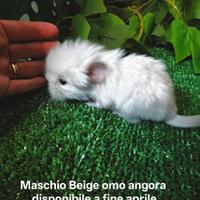 Cuccioli cincillà