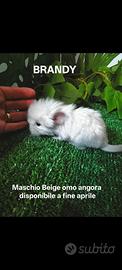 Cuccioli cincillà