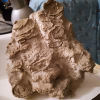 Roccia calcarea con fossili marini inglobati