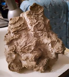 Roccia calcarea con fossili marini inglobati