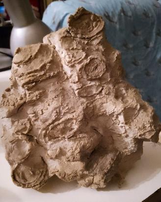 Roccia calcarea con fossili marini inglobati