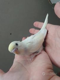 Cocoriti allevati a mano