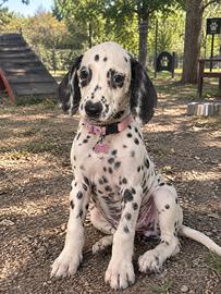 Dalmata