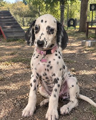 Dalmata