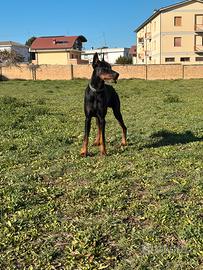 Femmina per accoppiamento dobermann