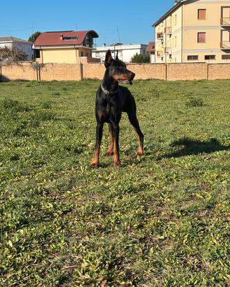 Femmina per accoppiamento dobermann