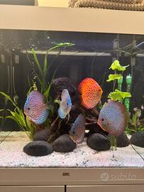 Discus