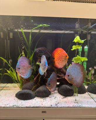 Discus