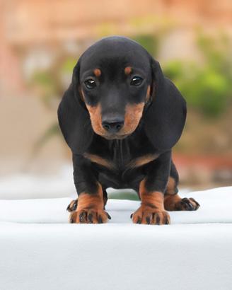 Cucciolina femmina di Bassotto