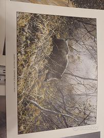 stampa artistica cinghiale nella selva