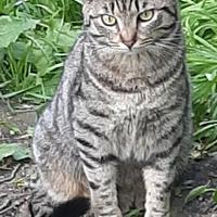 Splendido gattino castrato Lancillotto