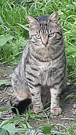 Splendido gattino castrato Lancillotto