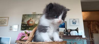 Cuccioli di gatto