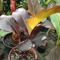 Piante troppicali, banano, alocasia gigante, canna