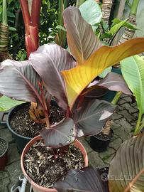 Piante troppicali, banano, alocasia gigante, canna